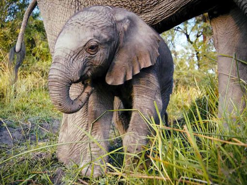 Born In The Wild