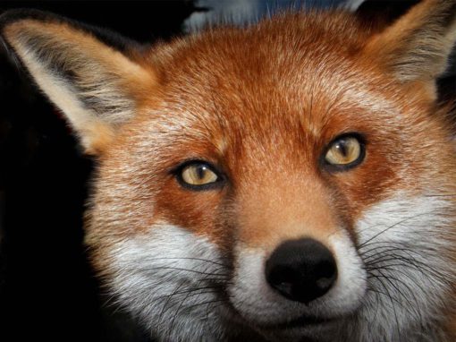 Foxes Live